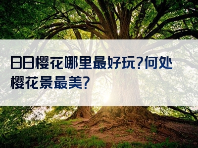 日日樱花哪里最好玩？何处樱花景最美？
