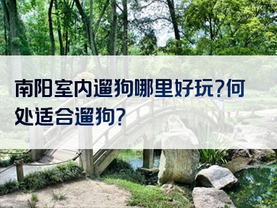 南阳室内遛狗哪里好玩？何处适合遛狗？