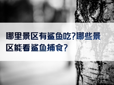 哪里景区有鲨鱼吃？哪些景区能看鲨鱼捕食？