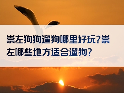 崇左狗狗遛狗哪里好玩？崇左哪些地方适合遛狗？