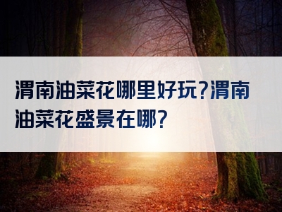 渭南油菜花哪里好玩？渭南油菜花盛景在哪？