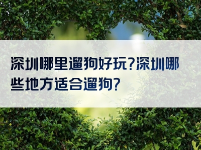 深圳哪里遛狗好玩？深圳哪些地方适合遛狗？