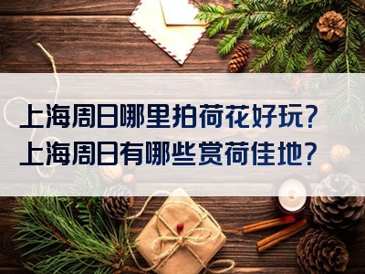 上海周日哪里拍荷花好玩？上海周日有哪些赏荷佳地？