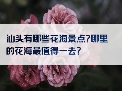 汕头有哪些花海景点？哪里的花海最值得一去？
