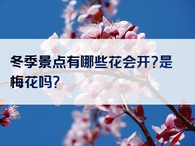 冬季景点有哪些花会开？是梅花吗？