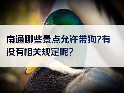 南通哪些景点允许带狗？有没有相关规定呢？