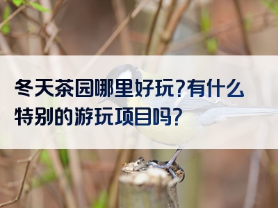 冬天茶园哪里好玩？有什么特别的游玩项目吗？