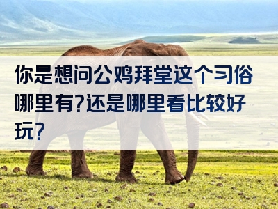 你是想问公鸡拜堂这个习俗哪里有？还是哪里看比较好玩？