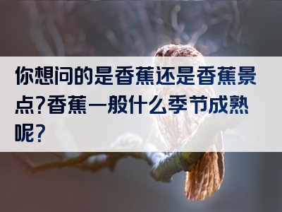 你想问的是香蕉还是香蕉景点？香蕉一般什么季节成熟呢？