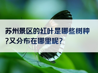 苏州景区的红叶是哪些树种？又分布在哪里呢？