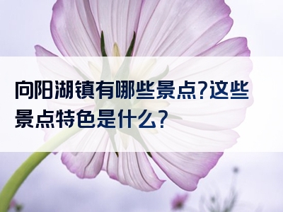 向阳湖镇有哪些景点？这些景点特色是什么？